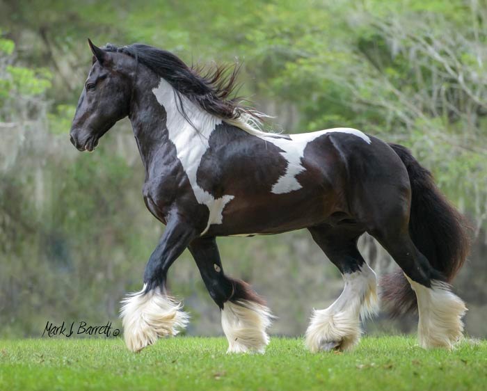 Black and White Tobiano Cob Stallion